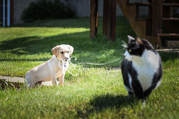 20180601-DSC_4219